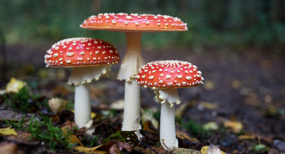 Three red and white mushrooms in a forest