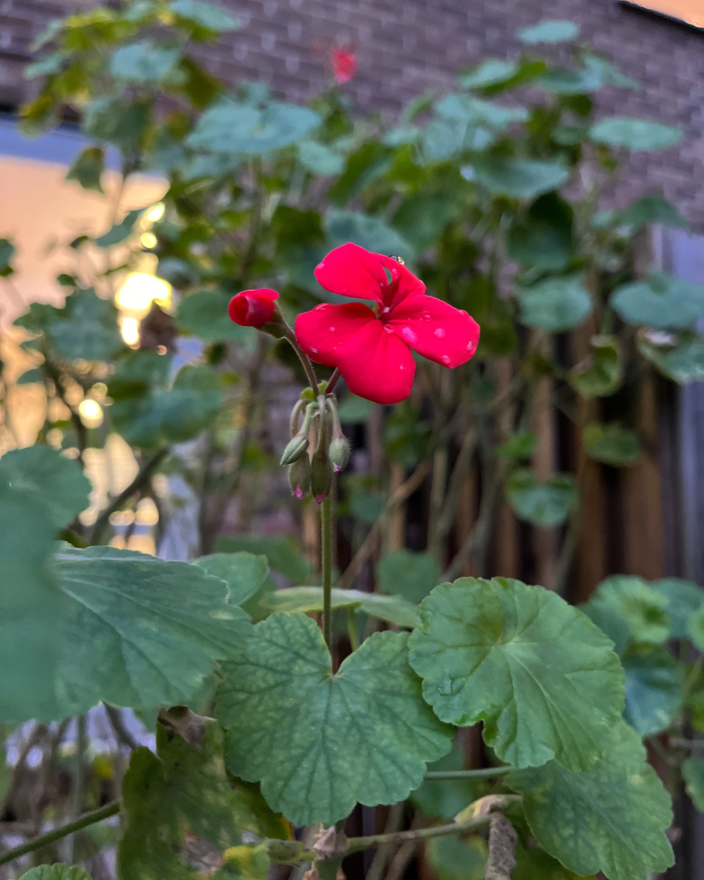 A red flower