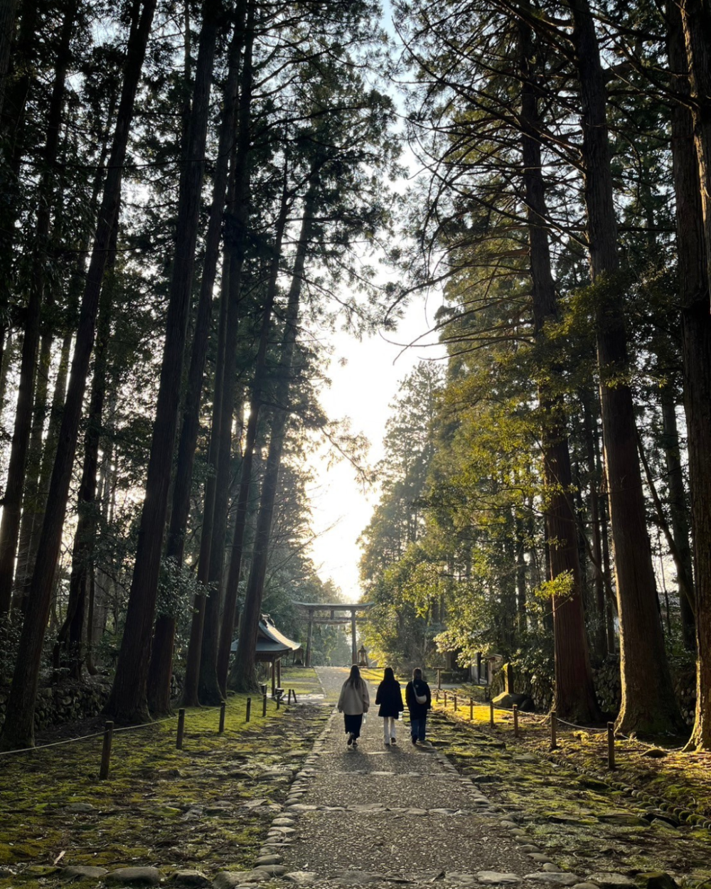 A group walk on a path underneath tall green trees in a Japanese forest. 